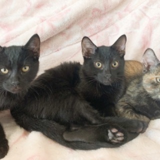 3匹の子猫です。生後3〜4ヵ月です