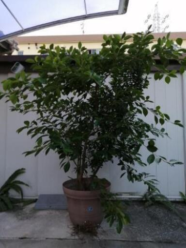 ガジュマルの木7年生60l鉢 しゅうちゃん 市役所前のその他の中古あげます 譲ります ジモティーで不用品の処分