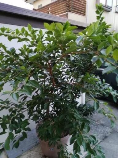 ガジュマルの木7年生60l鉢 しゅうちゃん 市役所前のその他の中古あげます 譲ります ジモティーで不用品の処分