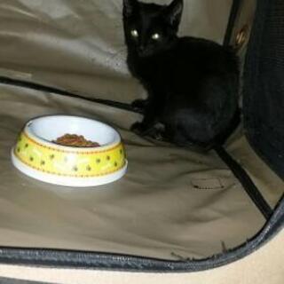 生後1～2ヶ月位の黒の子猫