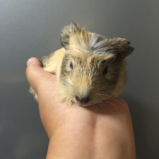 クレステッドモルモット 白内障 Lea Momo 獨協大学前 草加松原 のペットショップの無料広告 無料掲載の掲示板 ジモティー