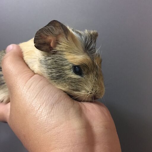 クレステッドモルモット 白内障 Lea Momo 獨協大学前 草加松原 のペットショップの無料広告 無料掲載の掲示板 ジモティー