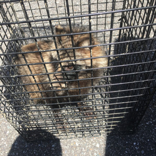 害獣駆除はお任せ下さい！ハクビシン❗️