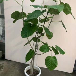 大阪府 茨木市の中古観葉植物が無料 格安で買える ジモティー