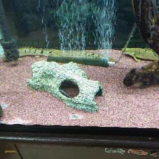 引き取り限定 急ぎのため値下げ 熱帯魚 古代魚 計10匹 引き取ってくださる方宜しくお願い致します 説明欄を必ず目を通してくだ 谷口 飛翔 額田の家具の中古あげます 譲ります ジモティーで不用品の処分