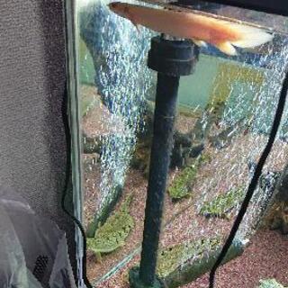 引き取り限定 急ぎのため値下げ 熱帯魚・古代魚 計10匹 引き取っ 引き取り限定 急ぎのため値下げ 熱帯魚・古代魚 計10匹 引き取っ