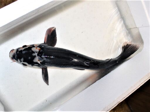 ドイツ鯉　光り変り　５０ｃｍ±