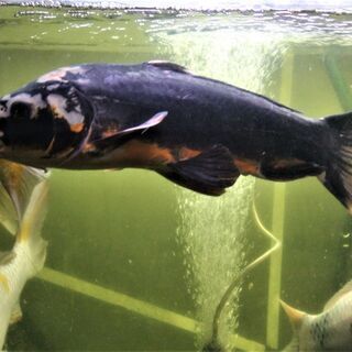 ドイツ鯉　光り変り　５０ｃｍ±