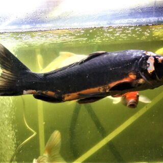 ドイツ鯉　光り変り　５０ｃｍ±