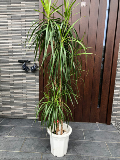 観葉植物ドラセナ マジナータ大型大きいサイズ マコト 三郷のその他の中古あげます 譲ります ジモティーで不用品の処分