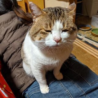 飼い猫｜助け合い(5ページ目)｜ジモティー