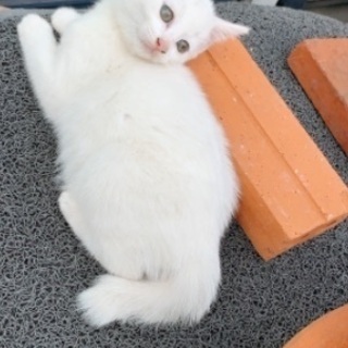 白猫の仔猫 - 葛飾区