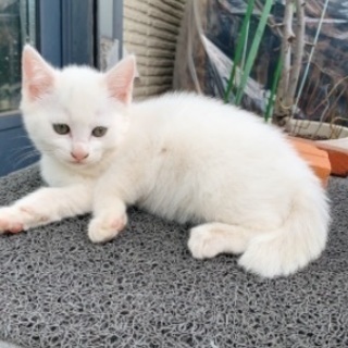 白猫の仔猫の画像