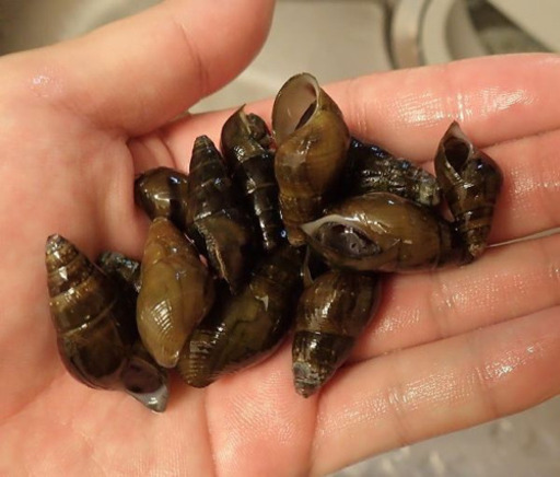 カワニナ水質改善フグ ホタルの餌としても キヨ 古賀のその他の中古あげます 譲ります ジモティーで不用品の処分