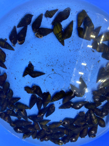 カワニナ水質改善フグ ホタルの餌としても キヨ 古賀のその他の中古あげます 譲ります ジモティーで不用品の処分