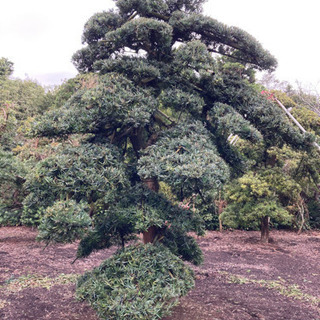 イヌマキ 槇 羅漢松 庭木 植木 現物確認対応 値下げ交渉対応