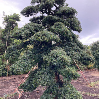 イヌマキ 槇 羅漢松 庭木 植木 現物確認対応 値下げ交渉対応
