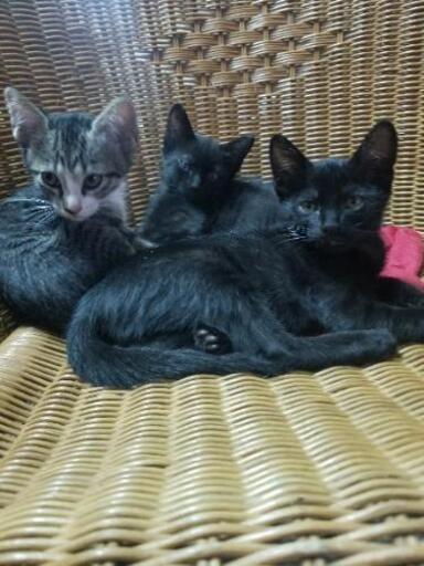 可愛い赤ちゃん子猫 ぴげ 国頭の猫の里親募集 ジモティー 可愛い赤ちゃん子猫 ぴげ 国頭の猫の里親募集 ジモティー