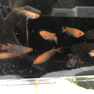 五式タイプR メダカ 7匹