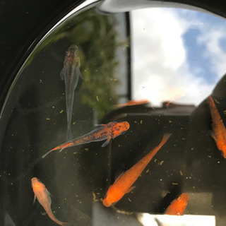 五式タイプR メダカ 7匹