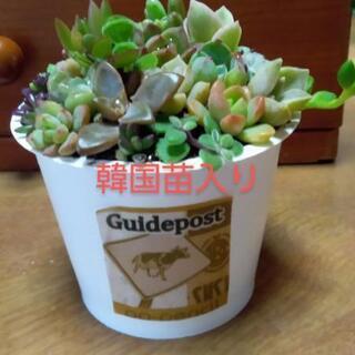 ミニミニ多肉植物寄せ植え🌵