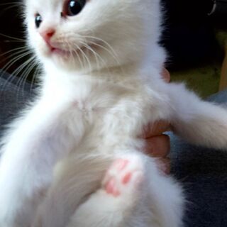 スコティッシュフォールド子猫 里親募集 Fute Nyon 横浜の猫の里親募集 ジモティー
