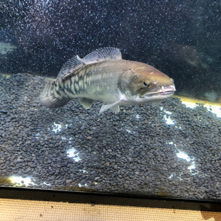 アミアカルヴァ120セット
