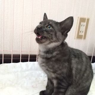 【4ヶ月のオスの仔猫】 − 福岡県