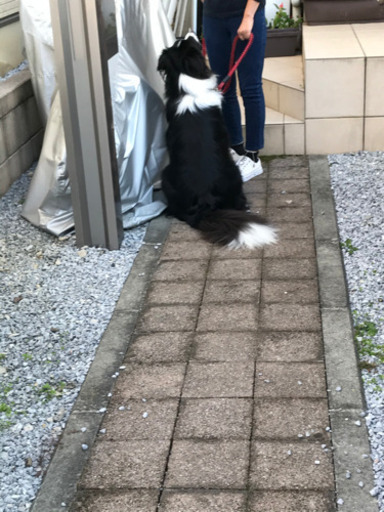 出張 犬のしつけ教室 Dog Teach 鴻巣の犬の無料広告 無料掲載の掲示板 ジモティー