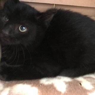 子猫２か月ぐらい真っ黒です。