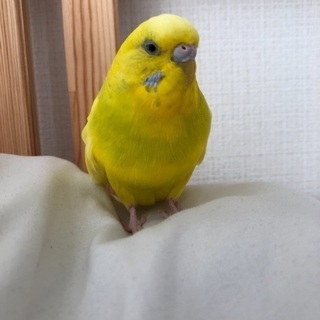 セキセイインコ探してます！