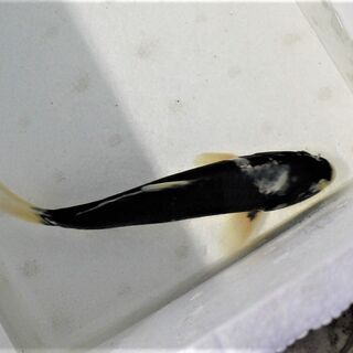 ２歳　銀鱗羽白鯉　２７ｃｍ±