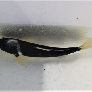 ２歳　銀鱗羽白鯉　２７ｃｍ±