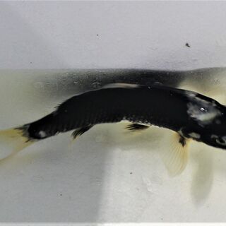 ２歳　銀鱗羽白鯉　２７ｃｍ±