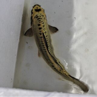 ドクロ模様の　ドイツ鯉　黄金　３３ｃｍ±　