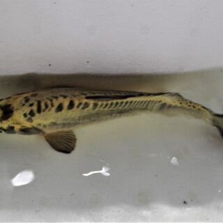 ドクロ模様の　ドイツ鯉　黄金　３３ｃｍ±　