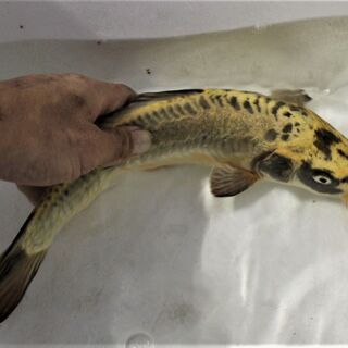 ドクロ模様の　ドイツ鯉　黄金　３３ｃｍ±　