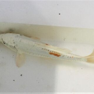 緋の花 ドイツプラチナ鯉 21cm