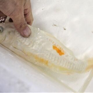 緋の花　ドイツプラチナ鯉　２１ｃｍ 緋の花 ドイツプラチナ鯉 21cm