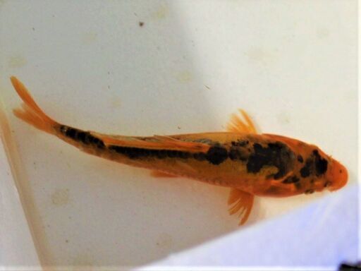 炎龍②　ドイツ変わり鯉　21ｃｍ±
