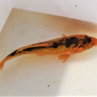 炎龍②　ドイツ変わり鯉　21ｃｍ±