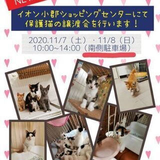 可愛い猫ちゃん　11/7(土曜日)・8(日曜日)　譲渡会🌟