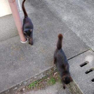 どなたか黒猫ちゃん飼ってください - 猫