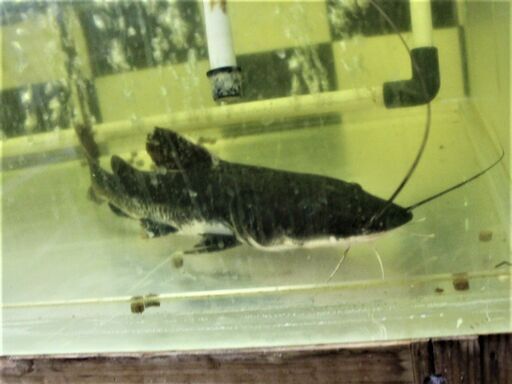 完品 レッドテール×タイガーキャット 44cm±