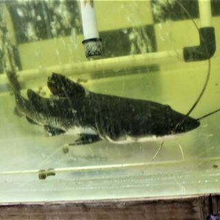 完品　レッドテール×タイガーキャット ４４ｃｍ±