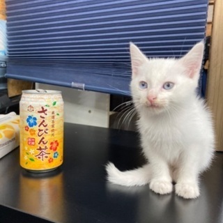 生後二週間程の子猫 − 沖縄県