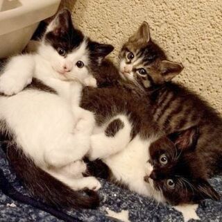三匹子猫生後２ヶ月
