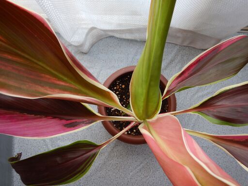 上品 ドラセナコルジリネ 大株 苗木 赤葉 植物 観葉植物 Www Agentur Sonnenklar At