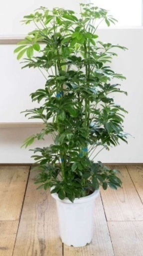 商談中 カポック 挿し木 ４本 なると 狛江のその他の中古あげます 譲ります ジモティーで不用品の処分