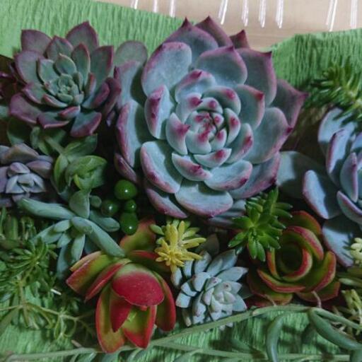 多肉植物 詰め合わせ 桃太郎 ブルーバード 火祭り 樹氷 マッコス セダム色々 りっちゃん 倉敷の生活雑貨の中古あげます 譲ります ジモティーで不用品の処分 多肉植物 詰め合わせ 桃太郎 ブルーバード 火祭り 樹氷 マッコス セダム色々 りっちゃん 倉敷の生活雑貨の中古あげます 譲ります ジモティーで不用品の処分